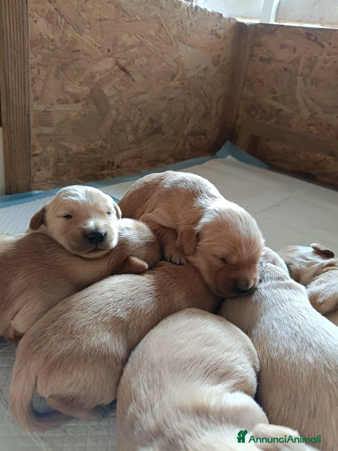 Golden Retriever cani in vendita: Cuccioli di Golden retriever con pedigree  a Provincia di Padova - Annuncio 2