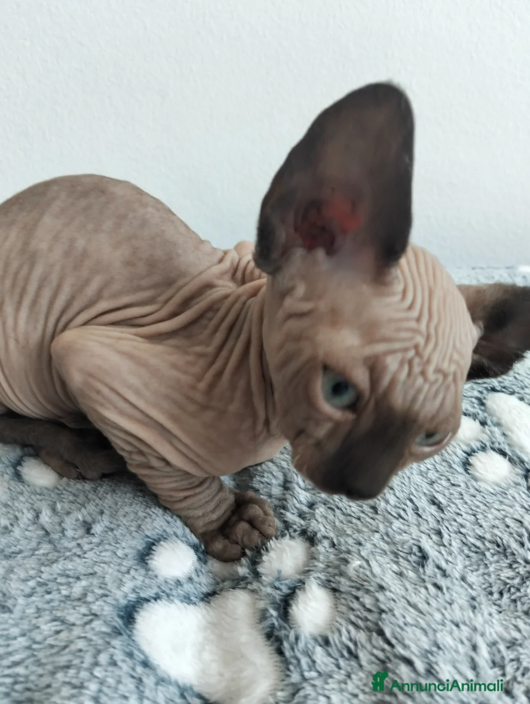 Sphynx gatti in vendita: Gattini Sphynx  - Annuncio 14