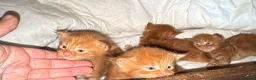 Maine Coon gatti in vendita: Cuccioli rossi di maine coon {AustinXBastet} - Annuncio 9