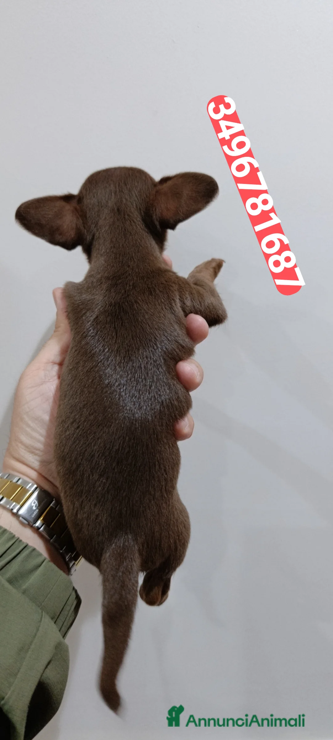 Chihuahua cani in vendita: CHIHUAHUA stupendo cucciolo chocolate  - Annuncio 3