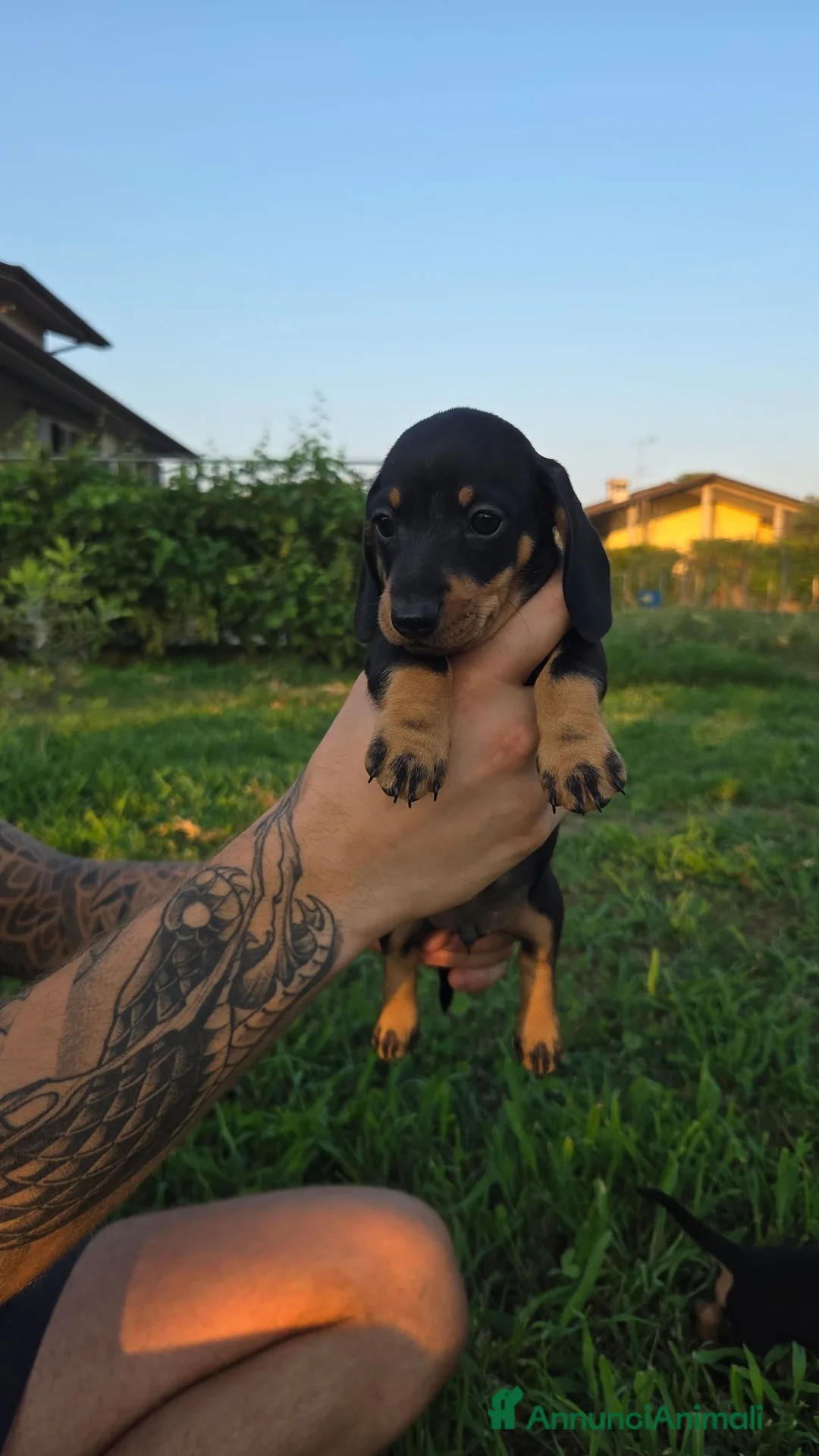Bassotto cani in vendita: cuccioli di bassotto  a Provincia di Brescia - Annuncio 22