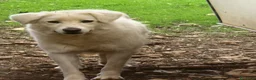 Meticcio cani in regalo: Tobia e Bijoux meritano una casa - Annuncio 15