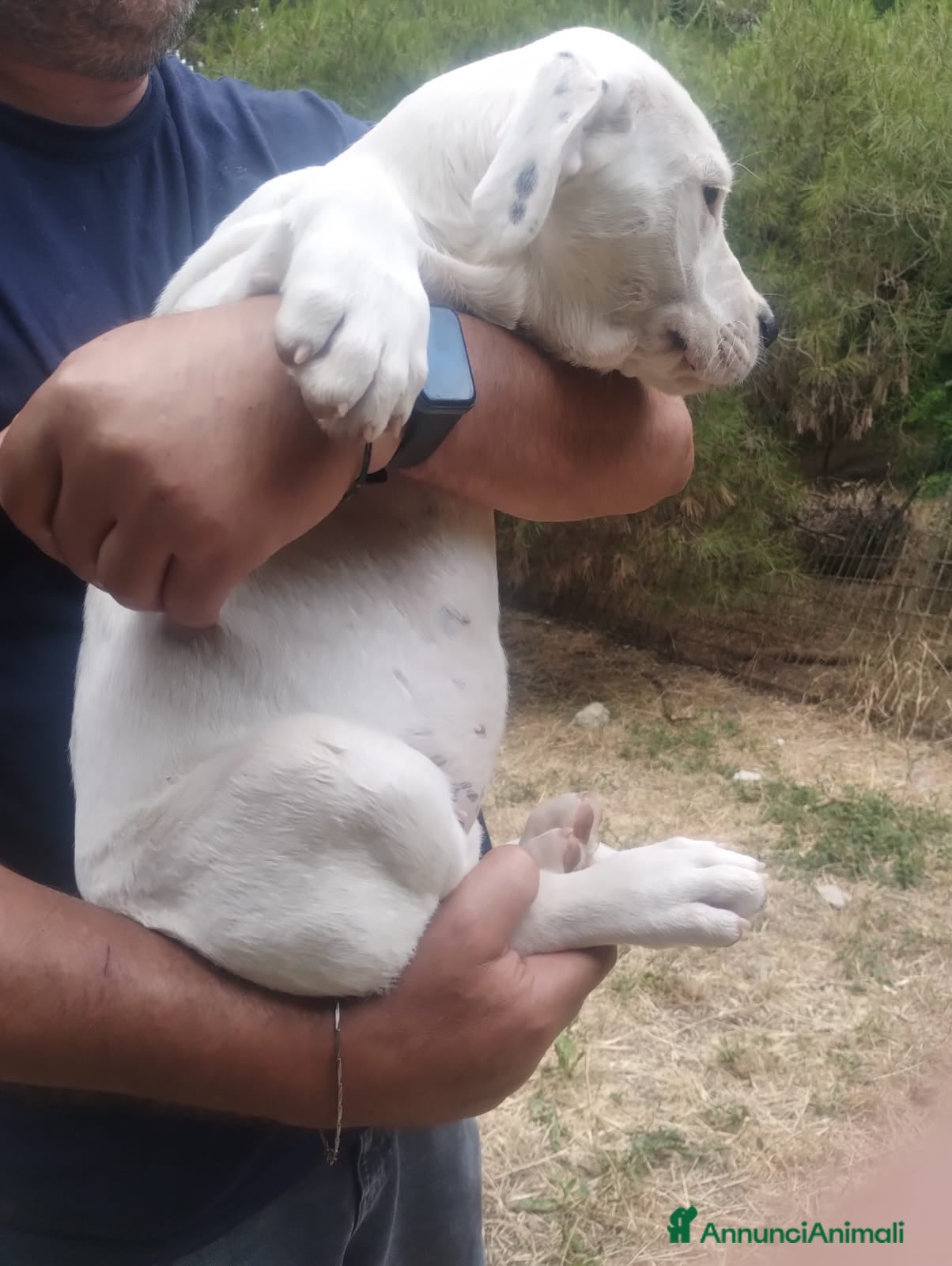 Dogo Argentino cani in regalo: Cucciola mix dogo argentino 2,5 mesi - Annuncio 2