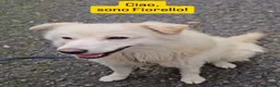 Meticcio cani in regalo: Fiore 2anni a catena,da 3in rifugioSOS GIARDINO.NO - Annuncio 7