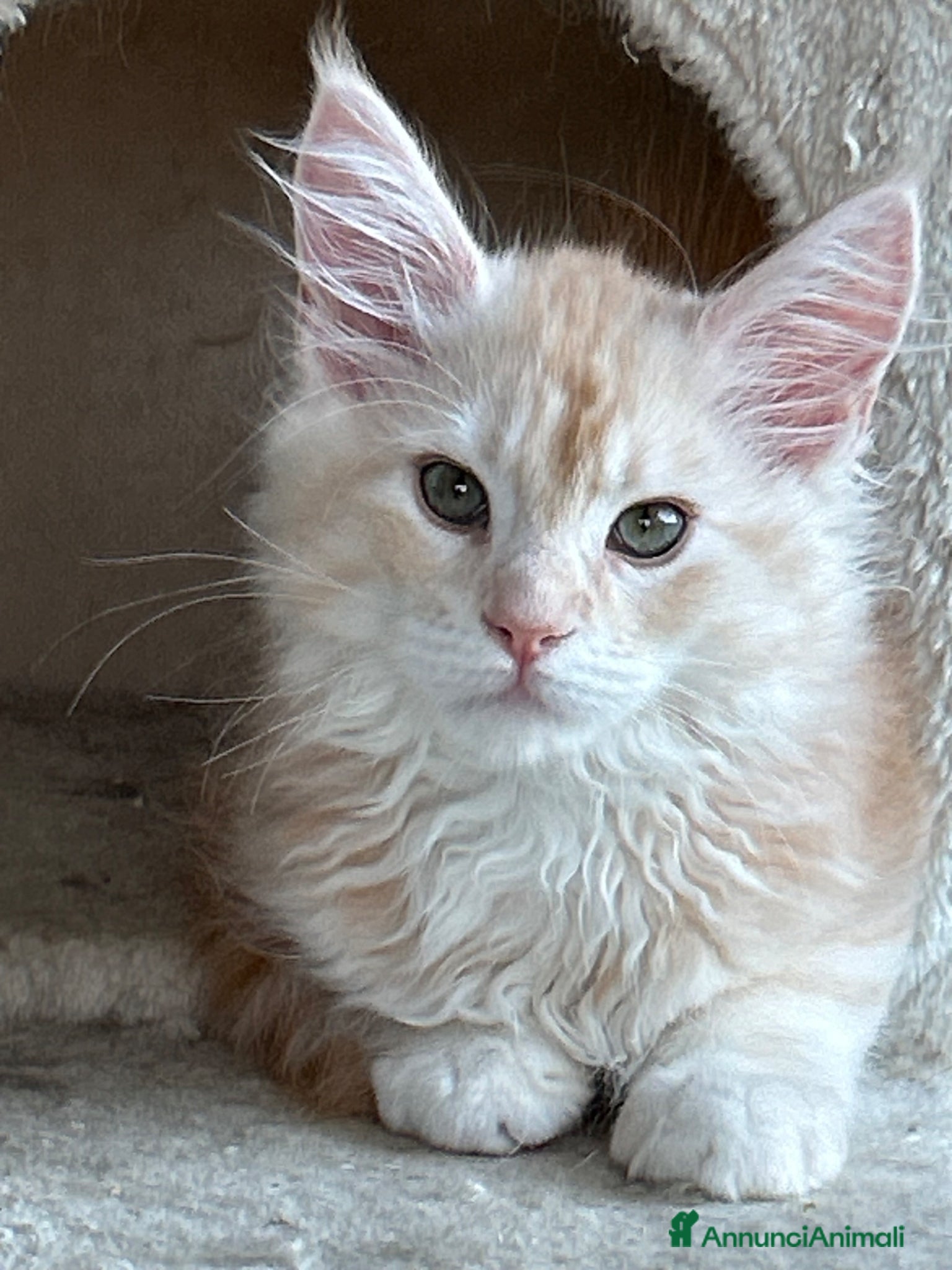Maine Coon gatti Maine Coon  - Annuncio 15