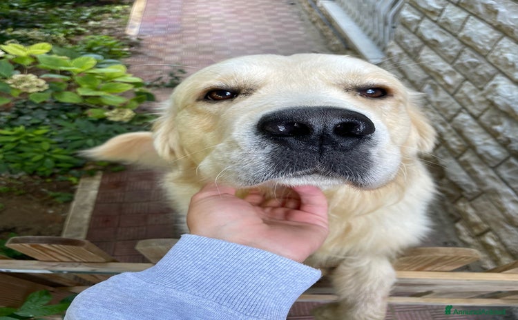 Golden Retriever cani - Annuncio 15