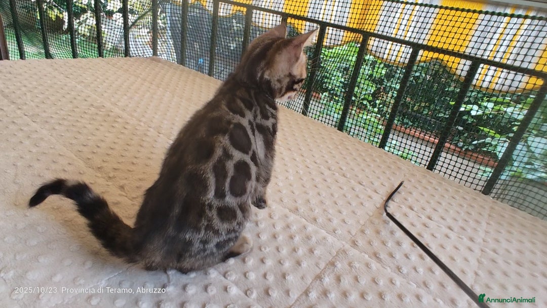 Bengala gatti in vendita: Cuccioli Bengala  - Immagine 4