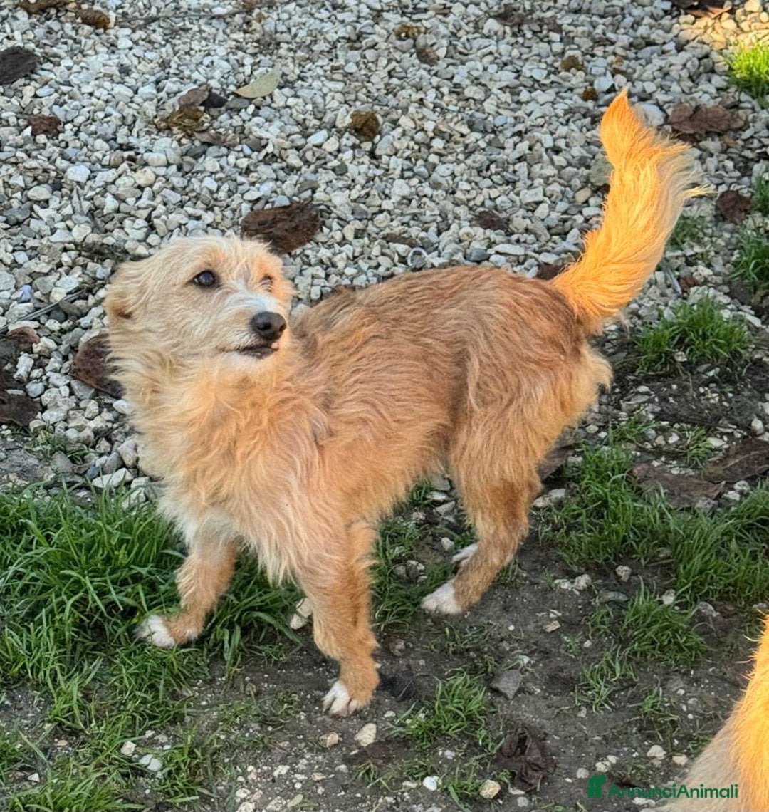 Meticcio cani in regalo: Einstein 2 anni Taglia piccola  - Annuncio 4