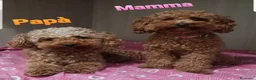 Meticcio cani in vendita: Barboncini cercano casa  - Annuncio 7