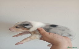 Australian Shepherd cani in vendita: Cuccioli di pastore australiano a Provincia di Ferrara - Immagine 6