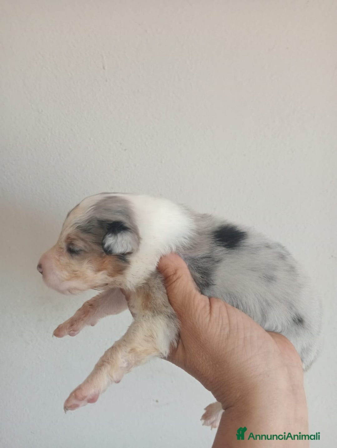 Australian Shepherd cani in vendita: Cuccioli di pastore australiano a Provincia di Ferrara - Immagine 6