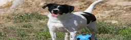 Meticcio cani in regalo: Pedro in adozione - Annuncio 2