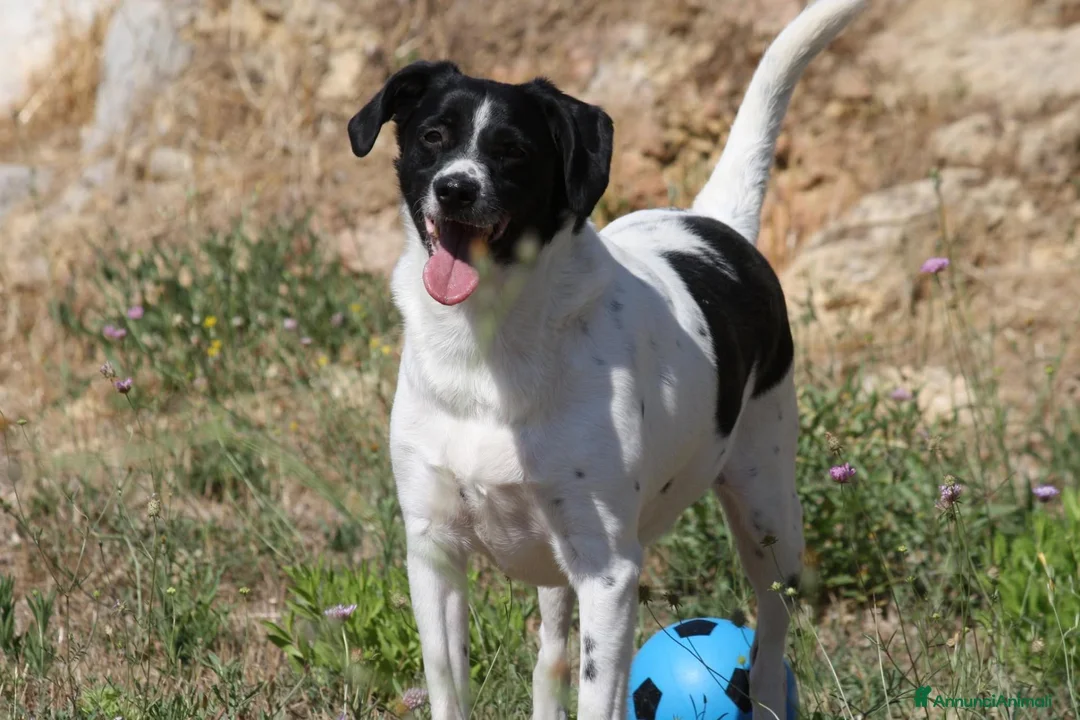 Meticcio cani in regalo: Pedro in adozione - Annuncio 2