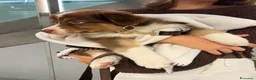 Australian Shepherd cani in vendita: aussie cuccioli a Città Metropolitana di Torino - Annuncio 1
