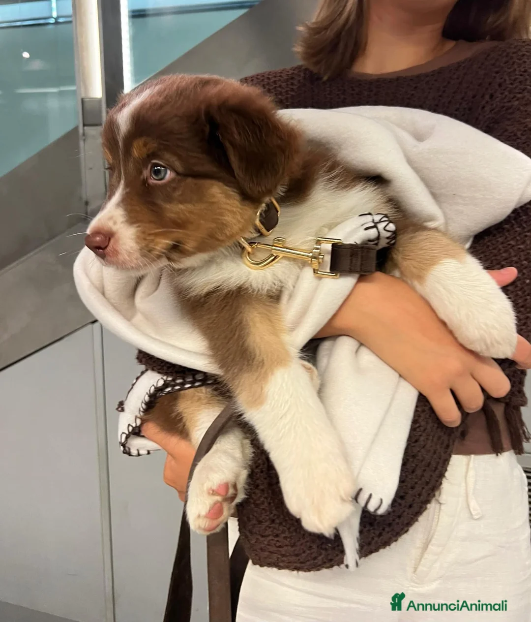 Australian Shepherd cani in vendita: aussie cuccioli a Città Metropolitana di Torino - Annuncio 1