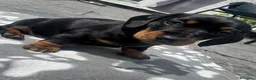Bassotto cani in vendita: Bassoti Nani - Annuncio 4