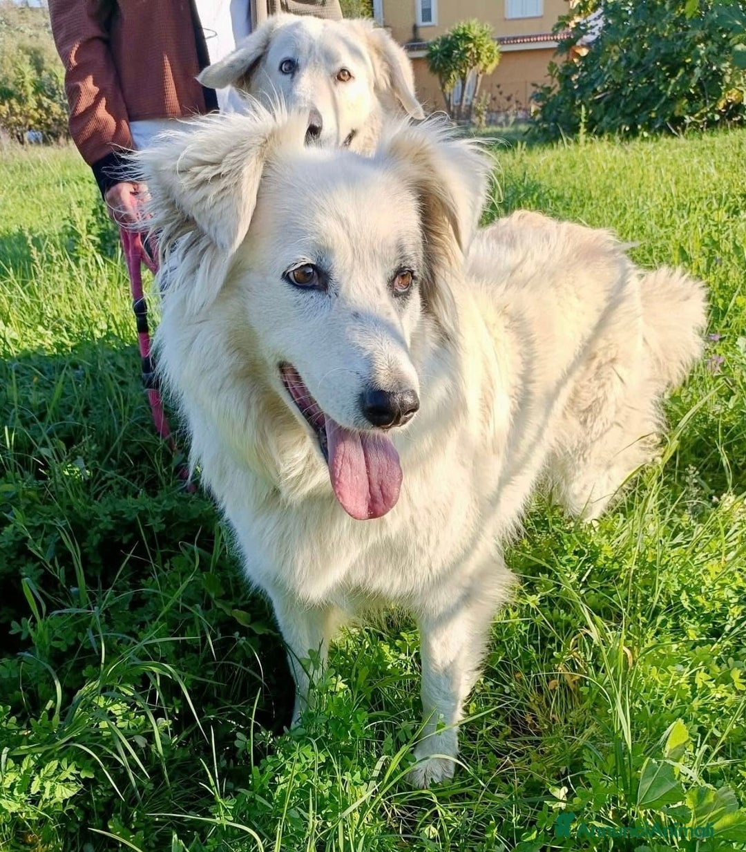 Meticcio cani in regalo: Titty e tony due splendidi angeli reclusi  - Annuncio 5