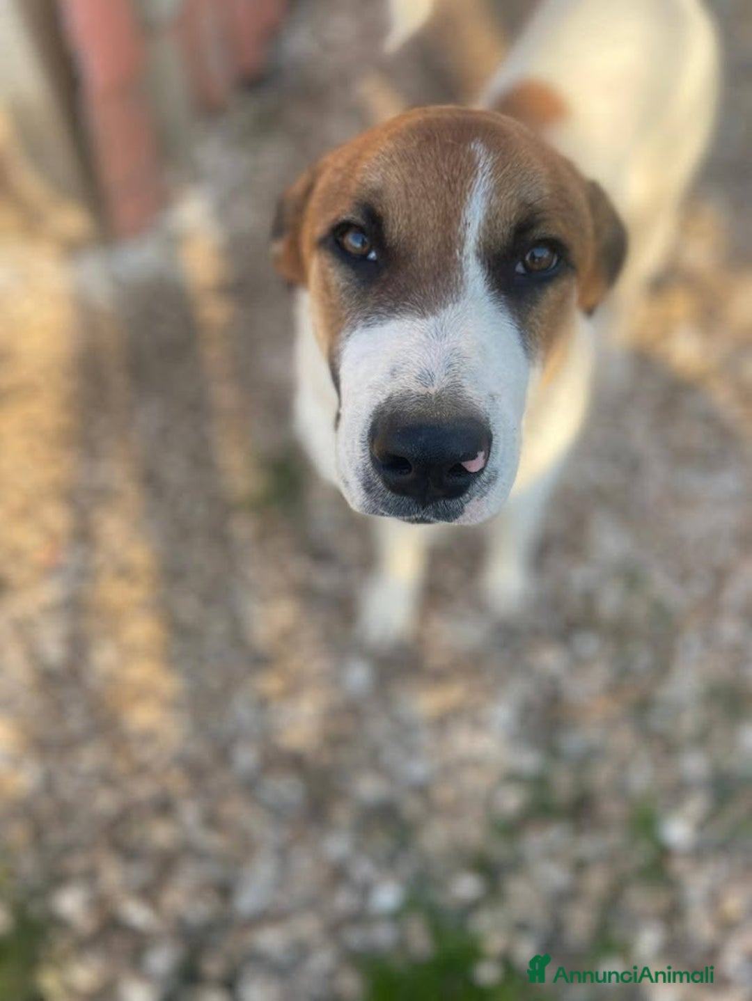 Meticcio cani in regalo: DOLCE BUBI 6/7 MESI  - Annuncio 3