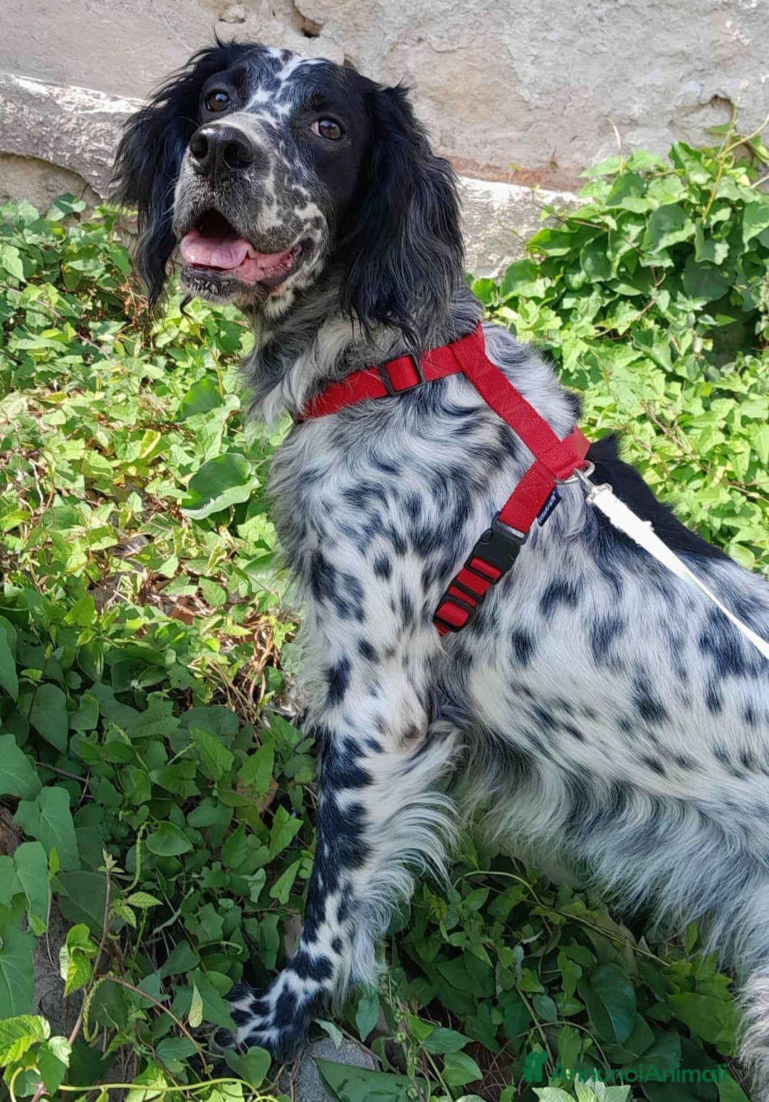 Setter Inglese cani in regalo: UNA FAMIGLIA PER PERLA  - Annuncio 6