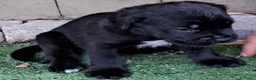 Cane Corso cani in vendita: FANTASTICI CUCCIOLI CANE CORSO a Provincia di Cremona - Annuncio 6