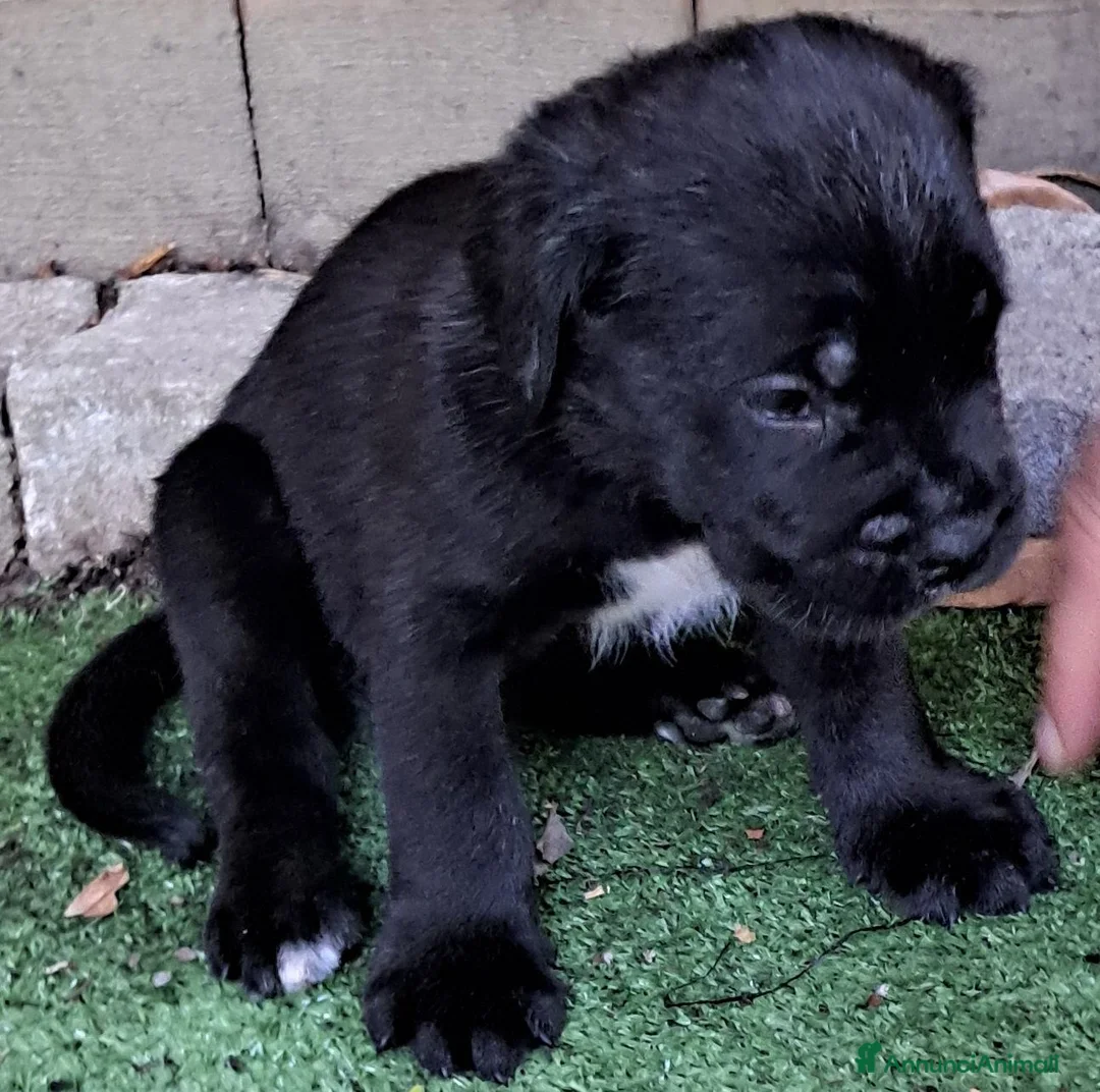 Cane Corso cani in vendita: FANTASTICI CUCCIOLI CANE CORSO a Provincia di Cremona - Annuncio 6