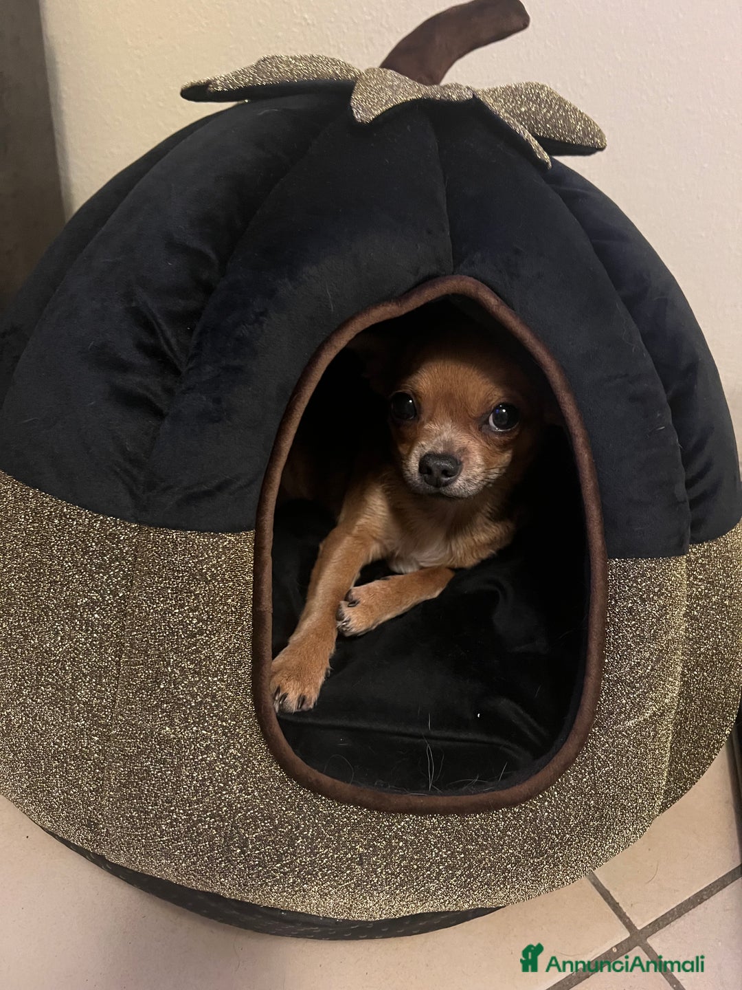 Chihuahua cani in vendita: Chihuahua femmina pedigree Enci pelo corto fulvo - Annuncio 6