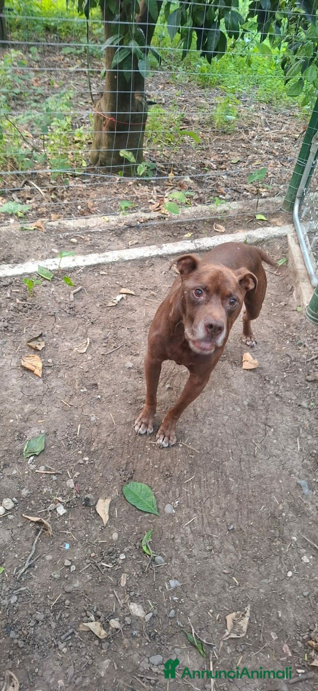 Pitbull cani in regalo: DOLCE PSIKE ADOZIONE DEL CUORE - Annuncio 1