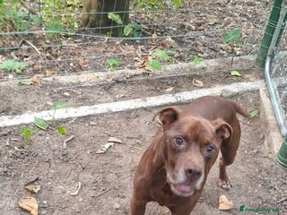 Pitbull cani DOLCE PSIKE ADOZIONE DEL CUORE - Annuncio 1