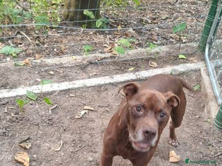 Pitbull cani DOLCE PSIKE ADOZIONE DEL CUORE - Annuncio 1