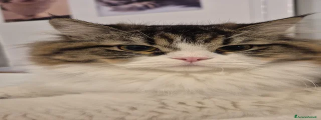 Pino