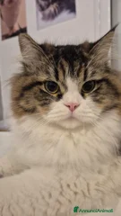 Pino