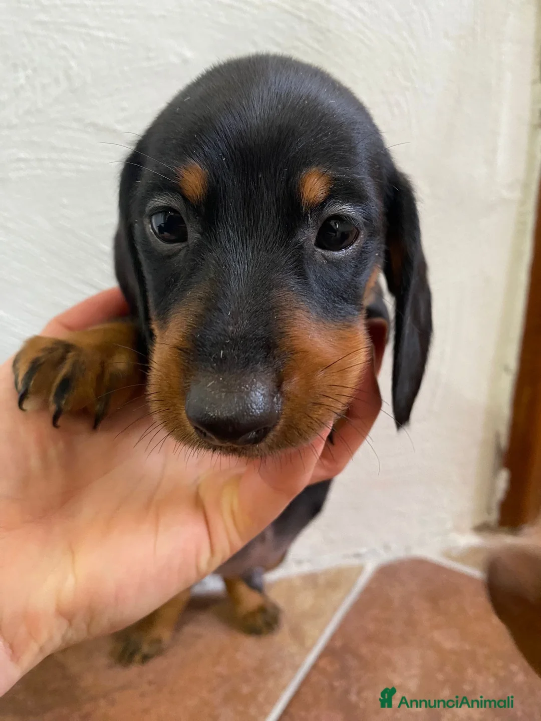 Bassotto cani in vendita: Bassotto nano tedesco a Città Metropolitana di Torino - Annuncio 3