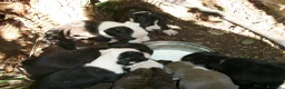 American Staffordshire cani in vendita: Cuccioli Amstaff con pedigree in Puglia e Italia - Annuncio 2