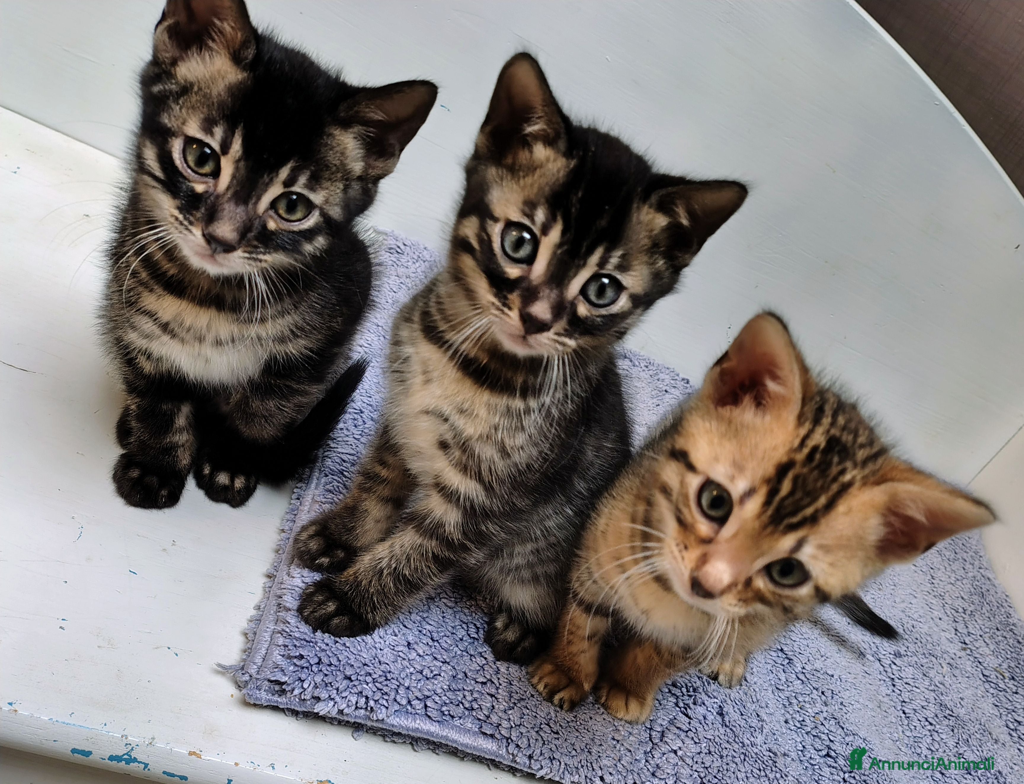 Bengala gatti Piccoli bengala - Annuncio 12