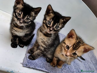 Bengala gatti Piccoli bengala - Annuncio 18