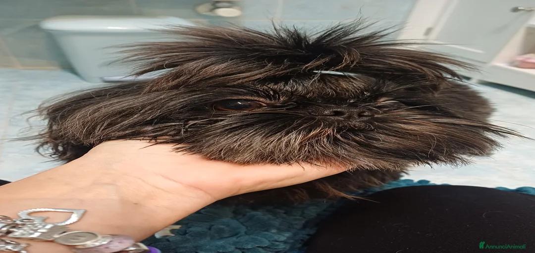 Immagine della galleria {{count}}