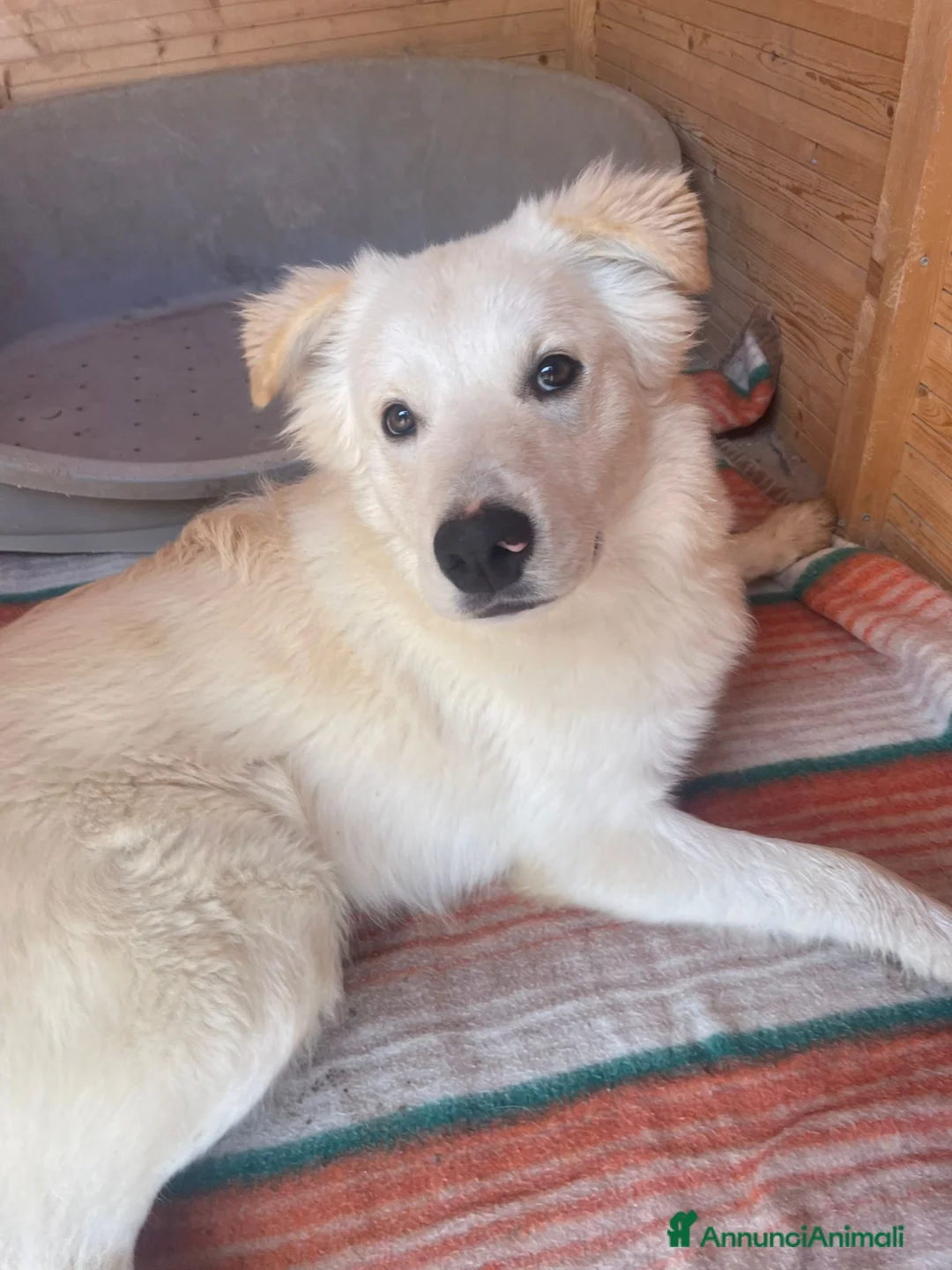 Meticcio cani in regalo: SIMPATICI E TENERI FRATELLINI - Annuncio 14