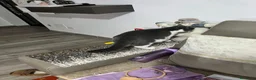 Meticcio gatti in regalo: Gatti a Provincia di Cremona - Annuncio 5