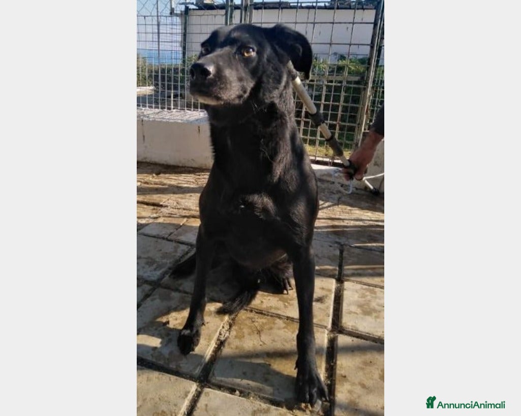 Meticcio cani Charly adulto nero chiuso h24 in 1triste canile a Milano - Annuncio 26