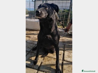 Meticcio cani Charly adulto nero chiuso h24 in 1triste canile a Milano - Annuncio 4