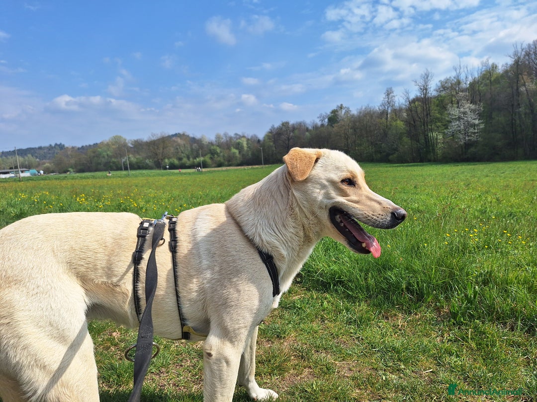 Labrador cani in regalo: Diana un cane speciale in cerca di casa  a Città metropolitana di Milano - Immagine 6