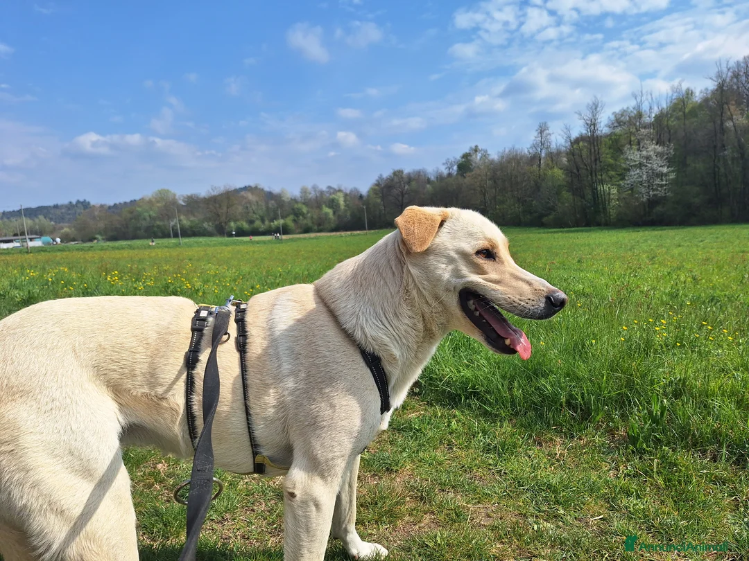 Labrador cani in regalo: Diana un cane speciale in cerca di casa  a Città metropolitana di Milano - Annuncio 6