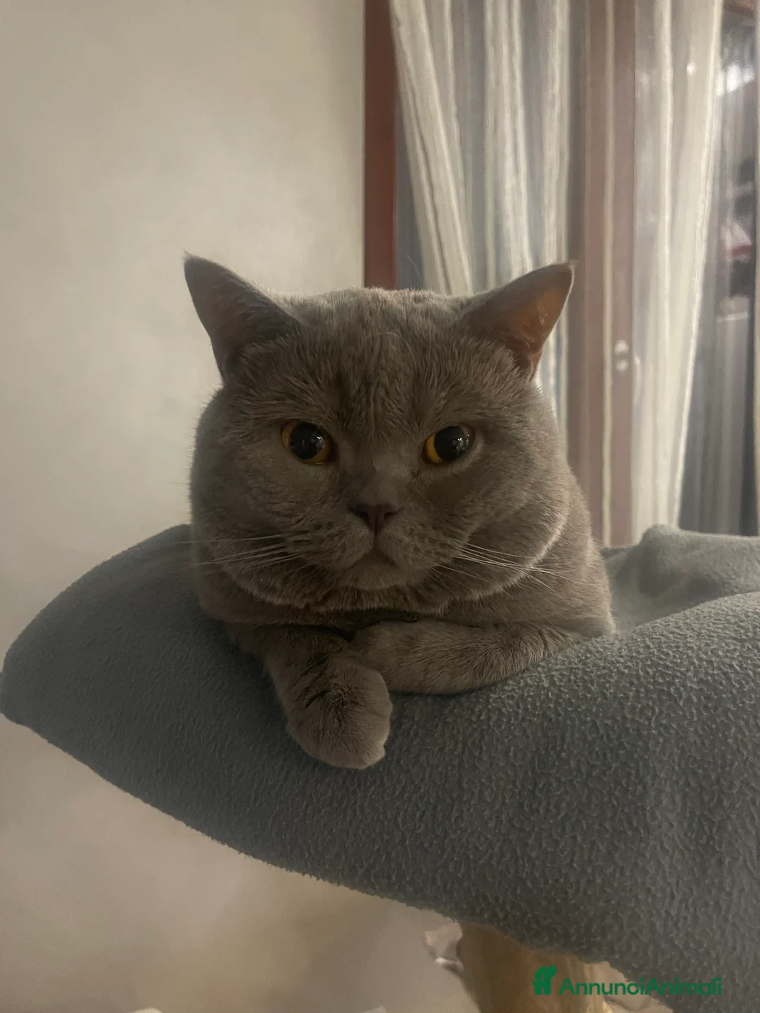 British gatti per accoppiamento: British Shorthair per accoppiamento  - Annuncio 1
