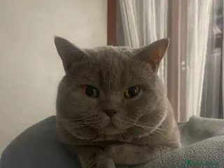 British gatti British Shorthair per accoppiamento - Annuncio 1