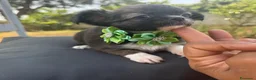Chihuahua cani in vendita: 2 chihuahua maschi e 2 femmine pedigree enci  - Annuncio 12