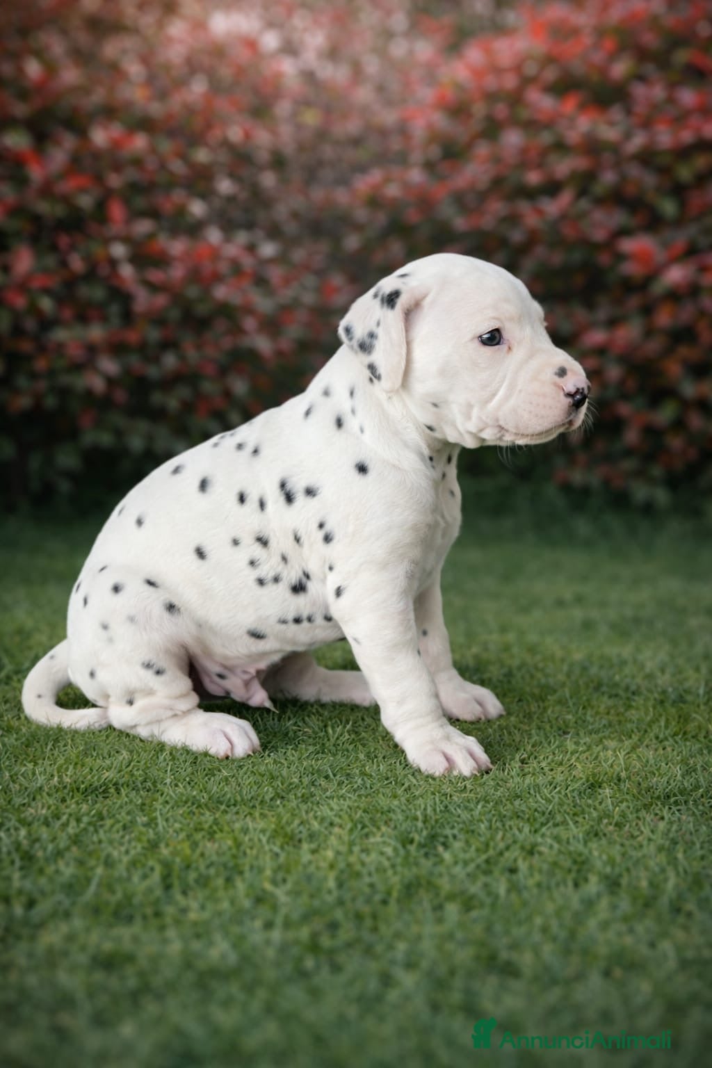 Dalmata cani Cuccioli di Dalmata  - Annuncio 1