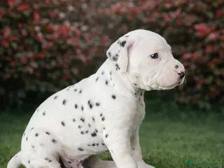 Dalmata cani Cuccioli di Dalmata - Annuncio 1