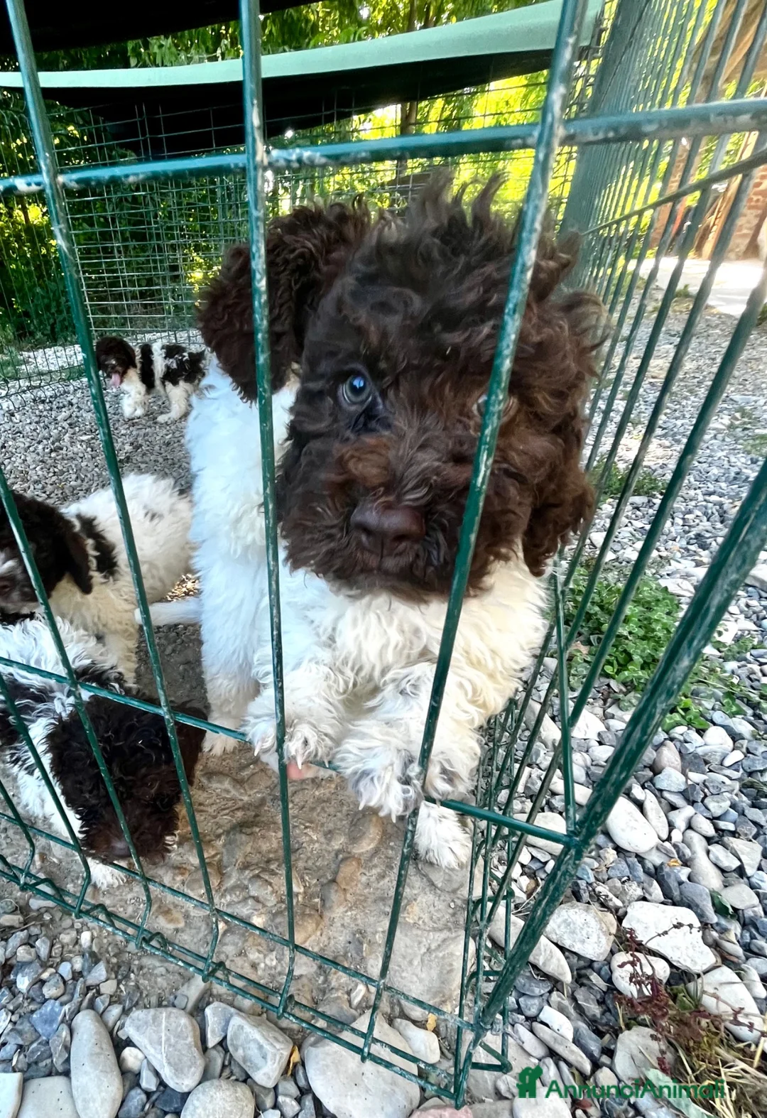 Lagotto cani in vendita: Cuccioli di lagotto  a Provincia di Piacenza - Annuncio 2