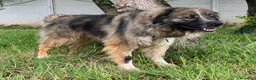 Meticcio cani in regalo: PRUGNA STUPENDA CAGNOLONA - Annuncio 5