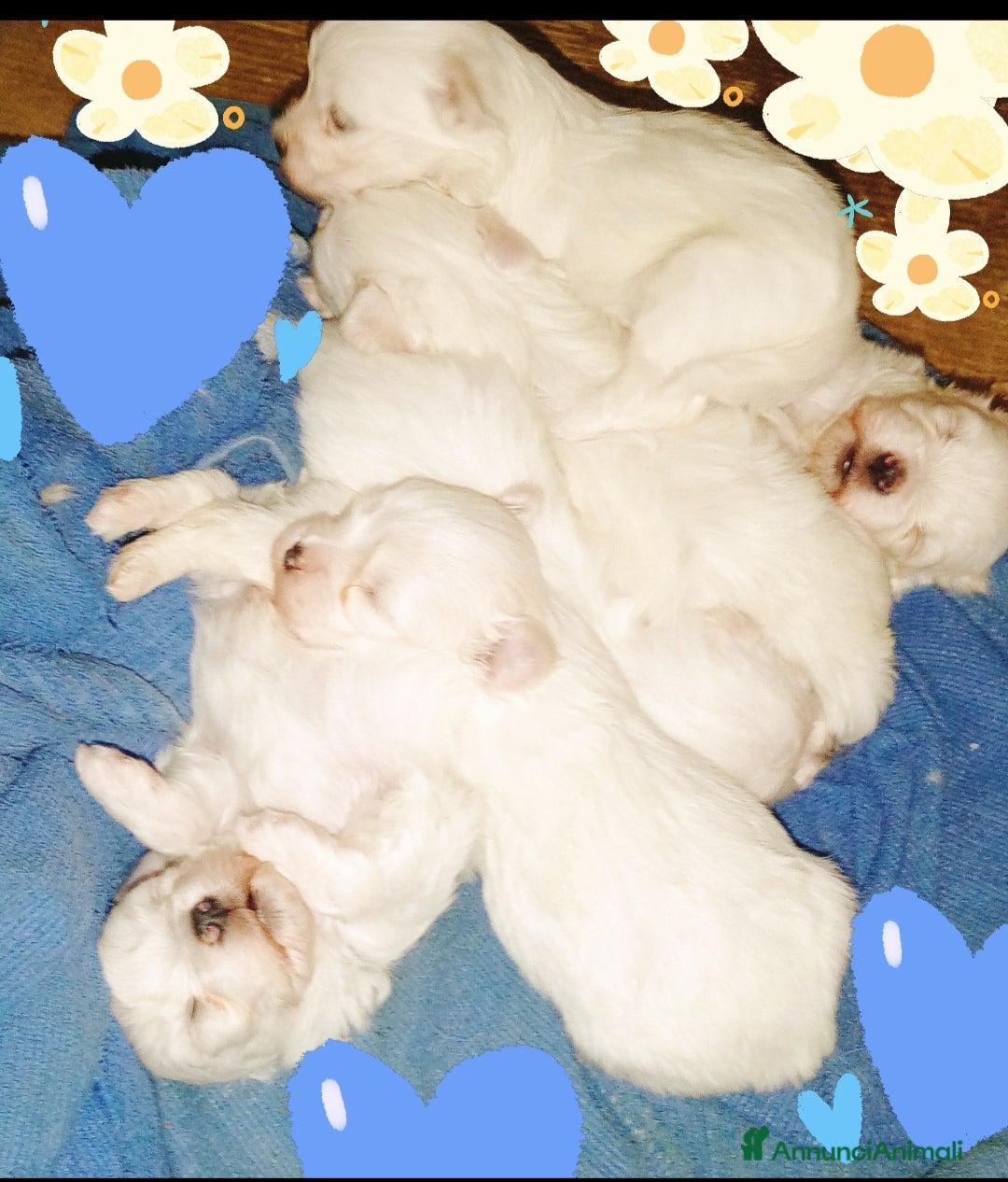 Maltese cani Cuccioli di Maltesi  - Annuncio 2